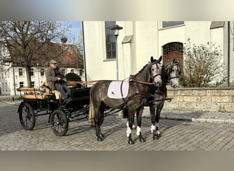 Polnisches Warmblut, Wallach, 3 Jahre, 167 cm, Schimmel