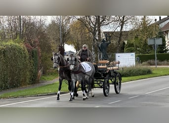 Polnisches Warmblut, Wallach, 3 Jahre, 167 cm, Schimmel