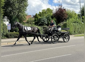 Polnisches Warmblut, Wallach, 3 Jahre, 168 cm, Rappe