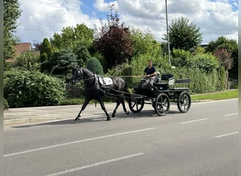 Polnisches Warmblut, Wallach, 3 Jahre, 168 cm, Rappe