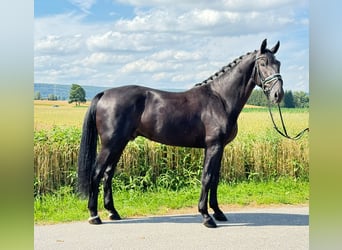 Polnisches Warmblut, Wallach, 3 Jahre, 168 cm, Rappe