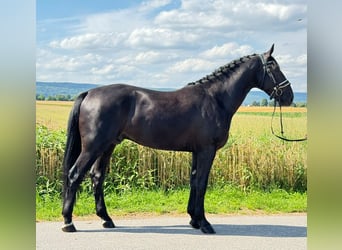 Polnisches Warmblut, Wallach, 3 Jahre, 168 cm, Rappe