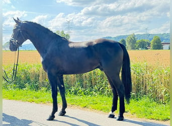 Polnisches Warmblut, Wallach, 3 Jahre, 168 cm, Rappe