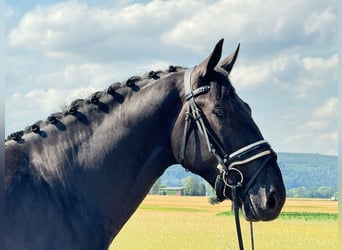 Polnisches Warmblut, Wallach, 3 Jahre, 168 cm, Rappe