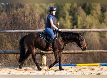 Polnisches Warmblut, Wallach, 4 Jahre, 143 cm, Brauner