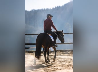 Polnisches Warmblut, Wallach, 4 Jahre, 143 cm, Brauner