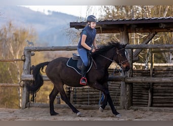 Polnisches Warmblut, Wallach, 4 Jahre, 143 cm, Brauner