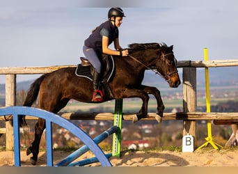 Polnisches Warmblut, Wallach, 4 Jahre, 143 cm, Brauner