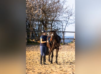 Polnisches Warmblut, Wallach, 4 Jahre, 143 cm, Brauner