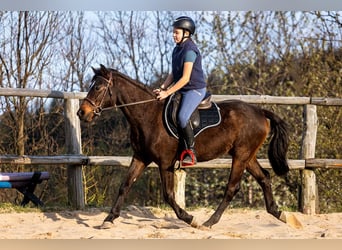 Polnisches Warmblut, Wallach, 4 Jahre, 143 cm, Brauner