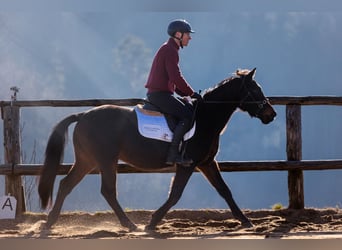 Polnisches Warmblut, Wallach, 4 Jahre, 144 cm, Brauner