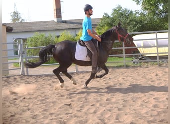 Polnisches Warmblut, Wallach, 4 Jahre, 155 cm, Dunkelbrauner