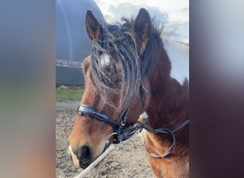 Polnisches Warmblut, Wallach, 4 Jahre, 155 cm