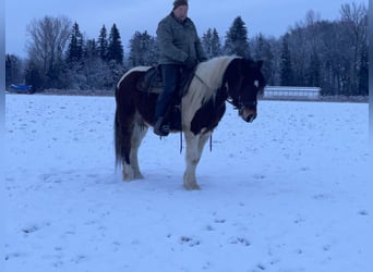 Polnisches Warmblut, Wallach, 4 Jahre, 155 cm, Tobiano-alle-Farben