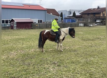 Polnisches Warmblut, Wallach, 4 Jahre, 155 cm, Tobiano-alle-Farben