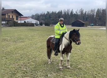 Polnisches Warmblut, Wallach, 4 Jahre, 155 cm, Tobiano-alle-Farben