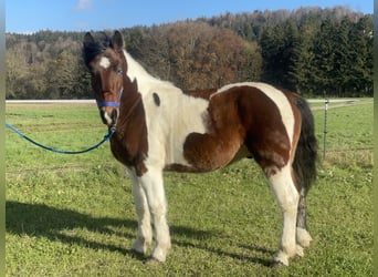 Polnisches Warmblut, Wallach, 4 Jahre, 155 cm, Tobiano-alle-Farben