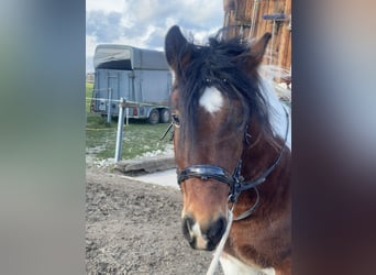 Polnisches Warmblut, Wallach, 4 Jahre, 155 cm, Tobiano-alle-Farben