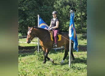 Polnisches Warmblut, Wallach, 4 Jahre, 157 cm, Brauner