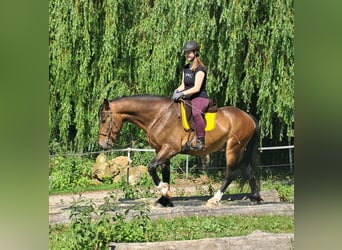 Polnisches Warmblut, Wallach, 4 Jahre, 157 cm, Brauner