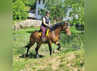 Polnisches Warmblut, Wallach, 4 Jahre, 157 cm, Brauner