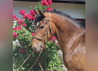 Polnisches Warmblut, Wallach, 4 Jahre, 157 cm, Brauner