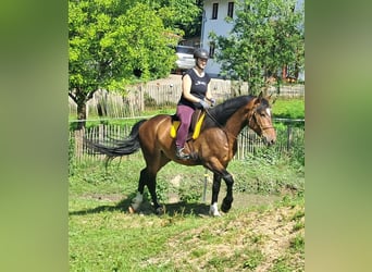 Polnisches Warmblut, Wallach, 4 Jahre, 157 cm, Brauner