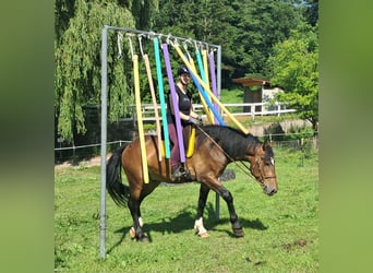Polnisches Warmblut, Wallach, 4 Jahre, 157 cm, Brauner