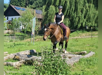 Polnisches Warmblut, Wallach, 4 Jahre, 157 cm, Brauner