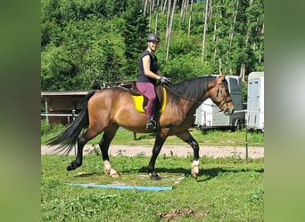 Polnisches Warmblut, Wallach, 4 Jahre, 157 cm, Brauner