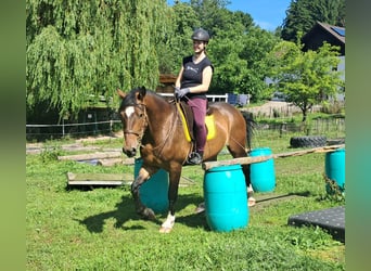 Polnisches Warmblut, Wallach, 4 Jahre, 157 cm, Brauner