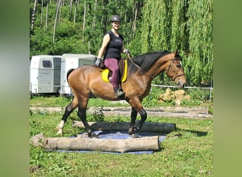 Polnisches Warmblut, Wallach, 4 Jahre, 157 cm, Brauner