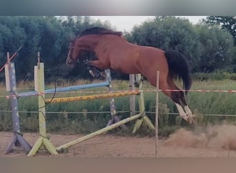 Polnisches Warmblut, Wallach, 4 Jahre, 160 cm, Brauner