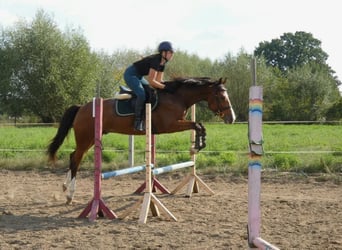 Polnisches Warmblut, Wallach, 4 Jahre, 160 cm, Brauner