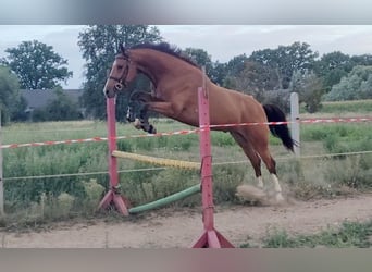 Polnisches Warmblut, Wallach, 4 Jahre, 160 cm, Brauner