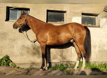 Polnisches Warmblut, Wallach, 4 Jahre, 160 cm, Brauner