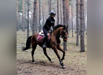 Polnisches Warmblut, Wallach, 4 Jahre, 160 cm, Brauner