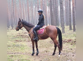 Polnisches Warmblut, Wallach, 4 Jahre, 160 cm, Brauner