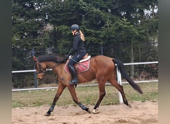 Polnisches Warmblut, Wallach, 4 Jahre, 160 cm, Brauner