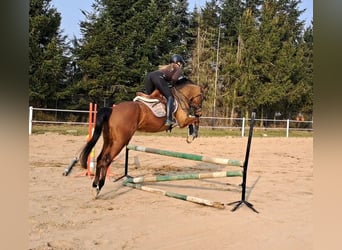 Polnisches Warmblut, Wallach, 4 Jahre, 160 cm, Brauner