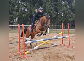 Polnisches Warmblut, Wallach, 4 Jahre, 160 cm, Brauner