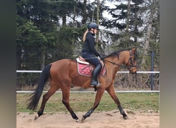 Polnisches Warmblut, Wallach, 4 Jahre, 160 cm, Brauner