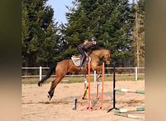 Polnisches Warmblut, Wallach, 4 Jahre, 160 cm, Brauner