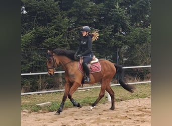 Polnisches Warmblut, Wallach, 4 Jahre, 160 cm, Brauner