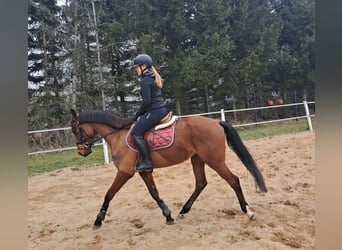 Polnisches Warmblut, Wallach, 4 Jahre, 160 cm, Brauner