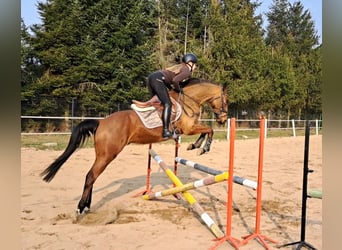 Polnisches Warmblut, Wallach, 4 Jahre, 160 cm, Brauner