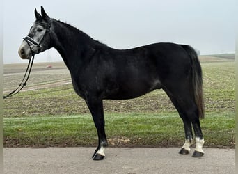 Polnisches Warmblut, Wallach, 4 Jahre, 160 cm, Rappschimmel