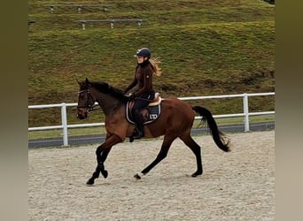 Polnisches Warmblut, Wallach, 4 Jahre, 162 cm, Brauner