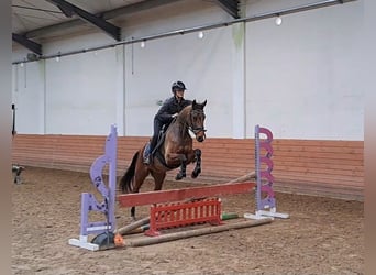 Polnisches Warmblut, Wallach, 4 Jahre, 162 cm, Brauner