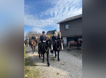 Polnisches Warmblut, Wallach, 4 Jahre, 162 cm, Rappe